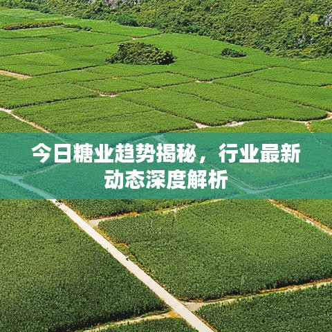 今日糖业趋势揭秘，行业最新动态深度解析