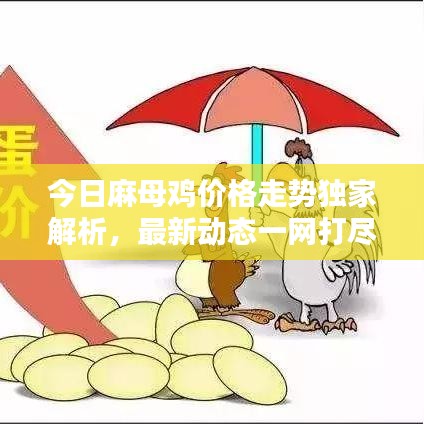 今日麻母鸡价格走势独家解析，最新动态一网打尽
