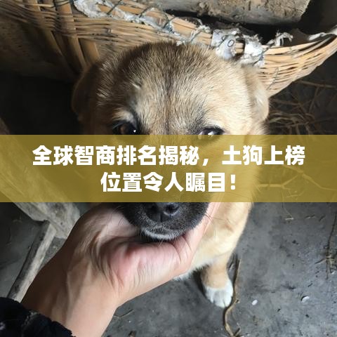 全球智商排名揭秘，土狗上榜位置令人瞩目！
