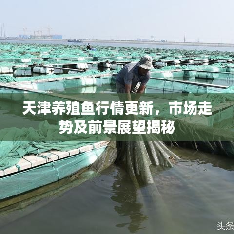 天津养殖鱼行情更新，市场走势及前景展望揭秘