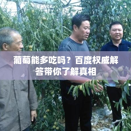 葡萄能多吃吗？百度权威解答带你了解真相