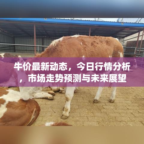 牛价最新动态，今日行情分析，市场走势预测与未来展望