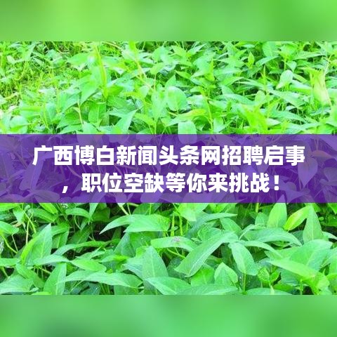 广西博白新闻头条网招聘启事，职位空缺等你来挑战！