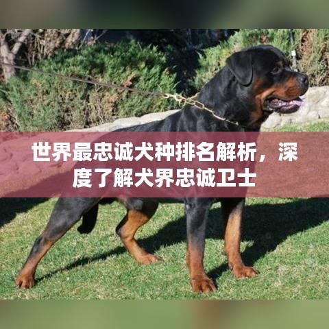 世界最忠诚犬种排名解析，深度了解犬界忠诚卫士