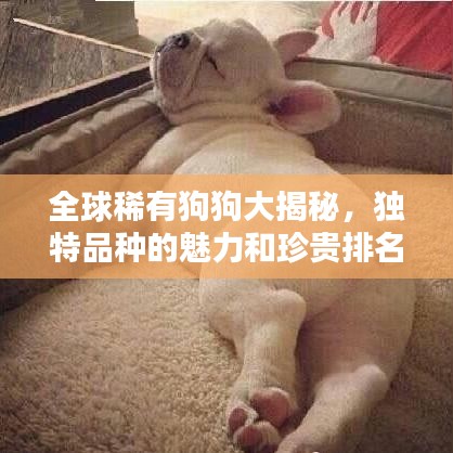 全球稀有狗狗大揭秘，独特品种的魅力和珍贵排名