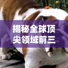 揭秘全球顶尖领域前三名的力量之源，探寻世界排名背后的秘密