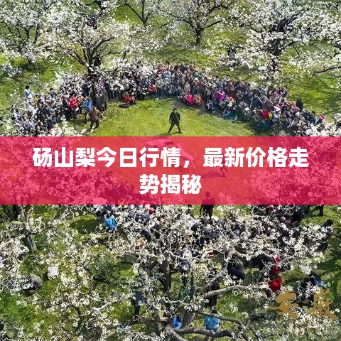 砀山梨今日行情，最新价格走势揭秘