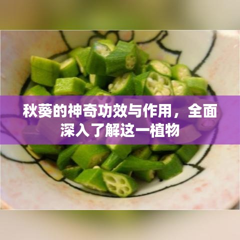 秋葵的神奇功效与作用，全面深入了解这一植物