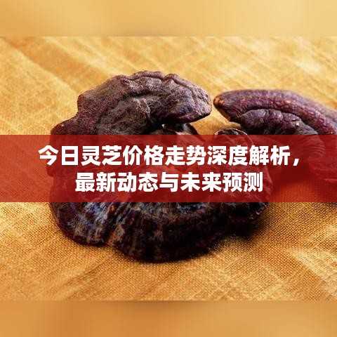 今日灵芝价格走势深度解析，最新动态与未来预测