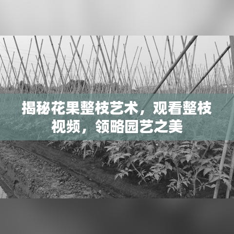 揭秘花果整枝艺术，观看整枝视频，领略园艺之美