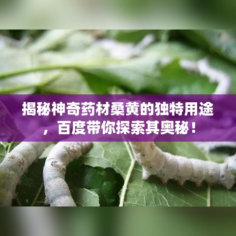 揭秘神奇药材桑黄的独特用途，百度带你探索其奥秘！