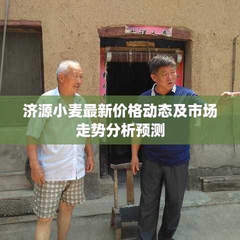 济源小麦最新价格动态及市场走势分析预测