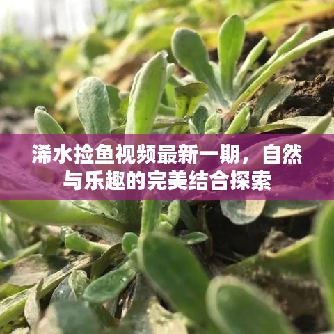 浠水捡鱼视频最新一期，自然与乐趣的完美结合探索
