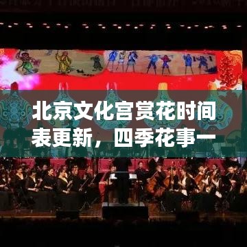 北京文化宫赏花时间表更新，四季花事一览，尽享古都芬芳