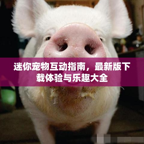 迷你宠物互动指南，最新版下载体验与乐趣大全