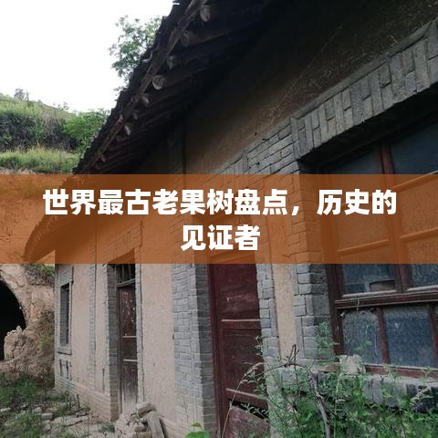 世界最古老果树盘点，历史的见证者