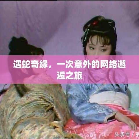 遇蛇奇缘，一次意外的网络邂逅之旅