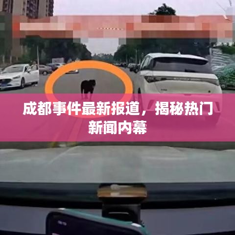成都事件最新报道，揭秘热门新闻内幕