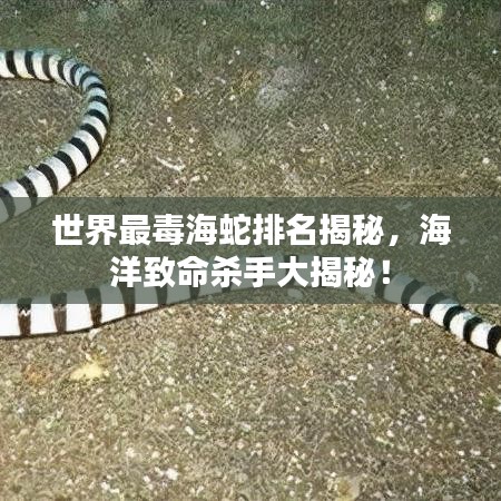 世界最毒海蛇排名揭秘，海洋致命杀手大揭秘！