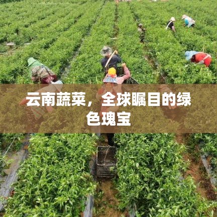 2025年6月25日 第37页
