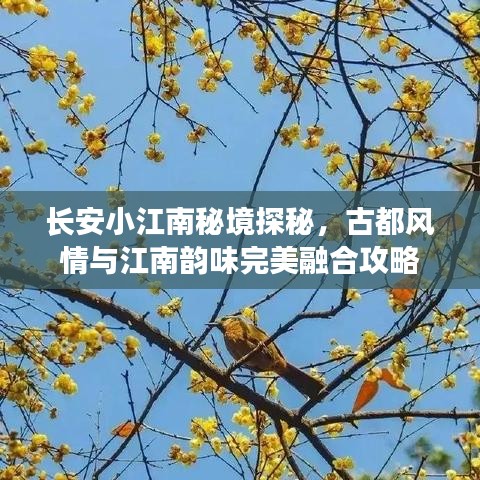 长安小江南秘境探秘，古都风情与江南韵味完美融合攻略