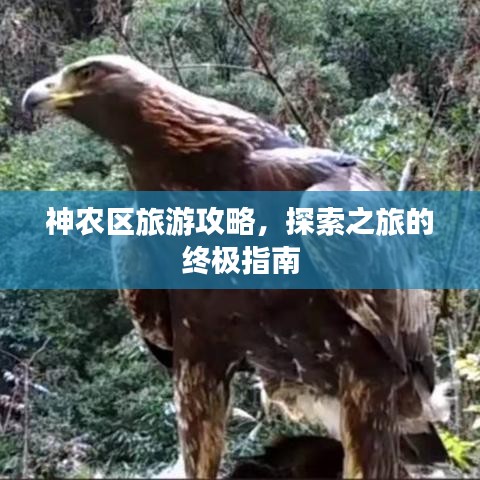 神农区旅游攻略，探索之旅的终极指南