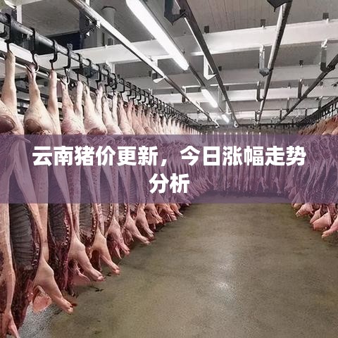 云南猪价更新，今日涨幅走势分析