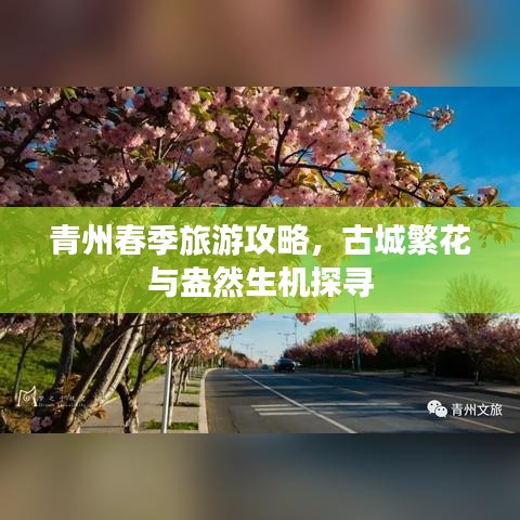青州春季旅游攻略，古城繁花与盎然生机探寻