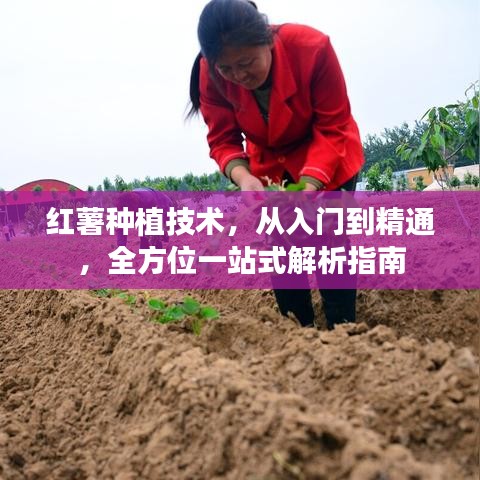 红薯种植技术，从入门到精通，全方位一站式解析指南