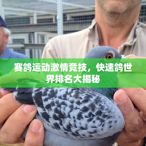 赛鸽运动激情竞技，快速鸽世界排名大揭秘