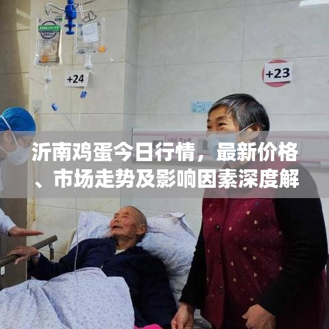 沂南鸡蛋今日行情，最新价格、市场走势及影响因素深度解析