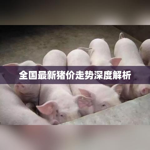 全国最新猪价走势深度解析