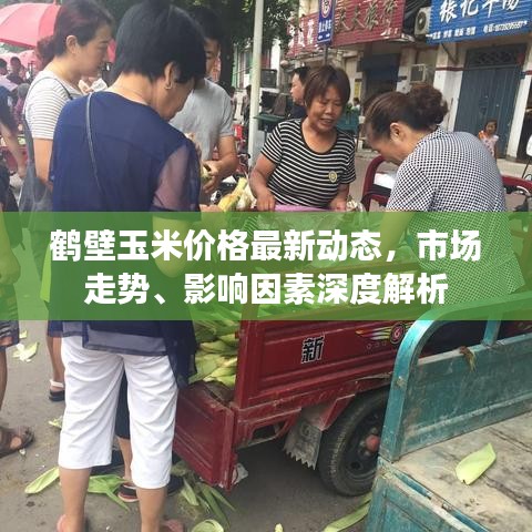 鹤壁玉米价格最新动态，市场走势、影响因素深度解析