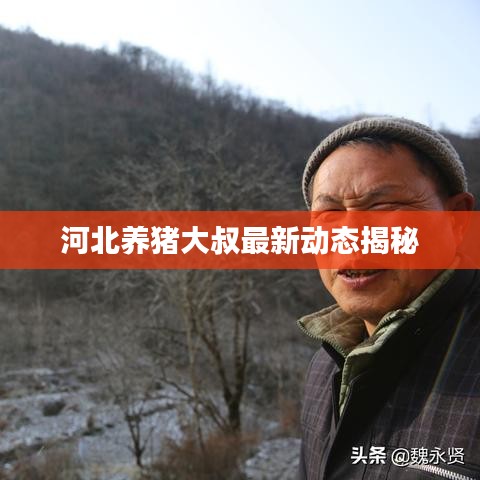 河北养猪大叔最新动态揭秘
