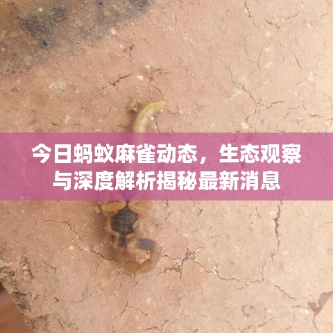 今日蚂蚁麻雀动态，生态观察与深度解析揭秘最新消息