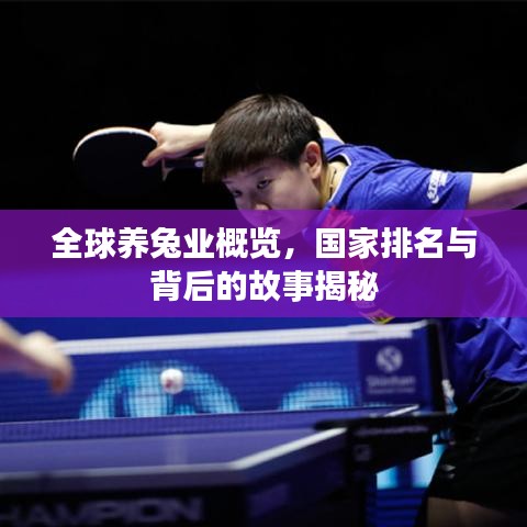 全球养兔业概览，国家排名与背后的故事揭秘