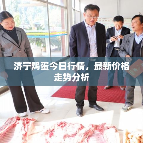 济宁鸡蛋今日行情，最新价格走势分析