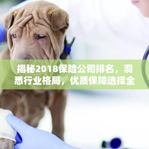 揭秘2018保险公司排名，洞悉行业格局，优质保障选择全解析