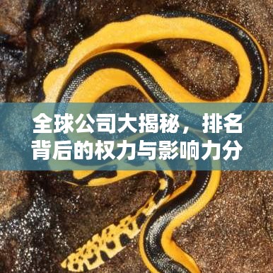 全球公司大揭秘，排名背后的权力与影响力分布