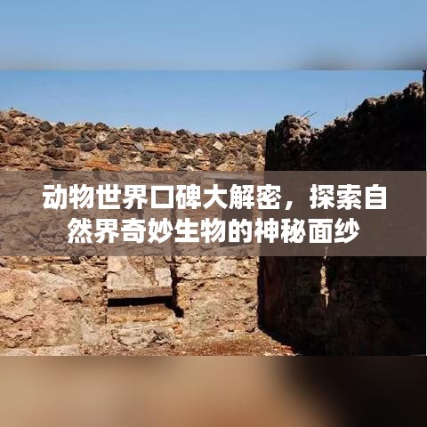 动物世界口碑大解密，探索自然界奇妙生物的神秘面纱