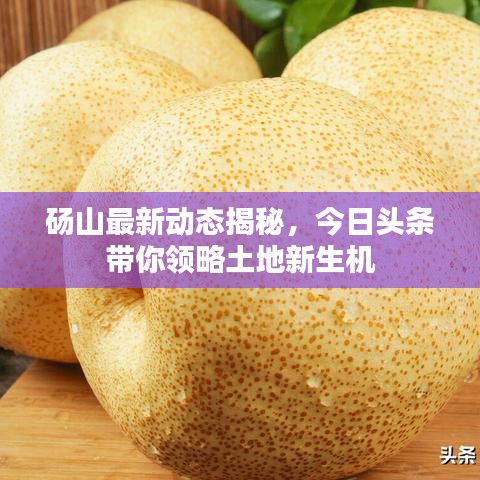 砀山最新动态揭秘，今日头条带你领略土地新生机