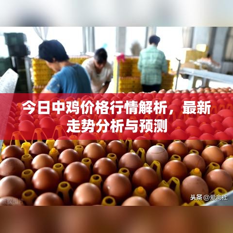 今日中鸡价格行情解析，最新走势分析与预测