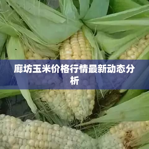 廊坊玉米价格行情最新动态分析