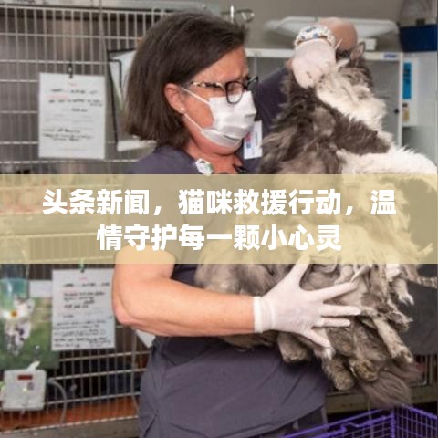 头条新闻，猫咪救援行动，温情守护每一颗小心灵