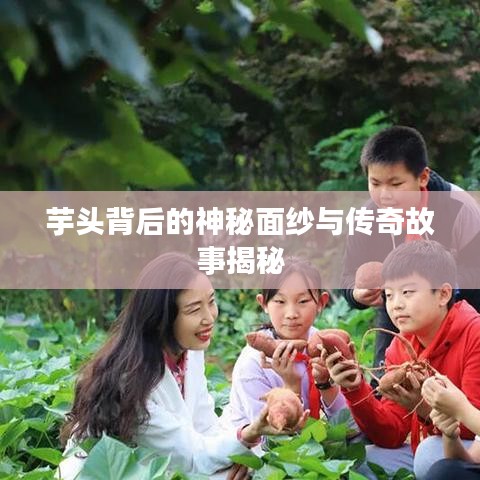 芋头背后的神秘面纱与传奇故事揭秘