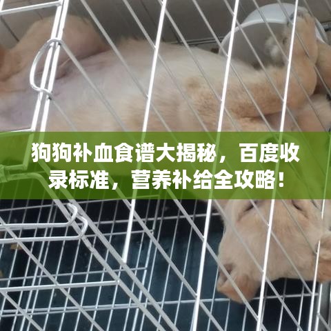 狗狗补血食谱大揭秘，百度收录标准，营养补给全攻略！