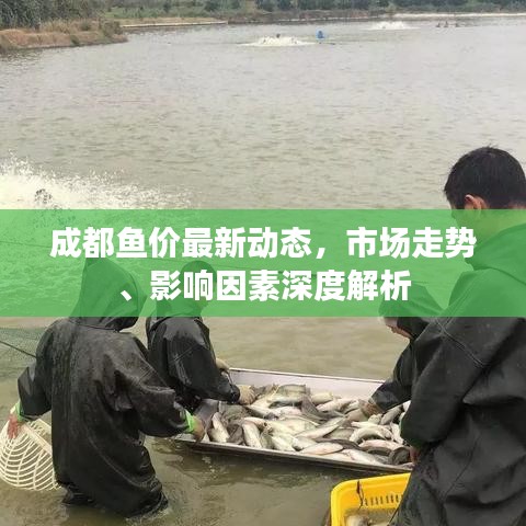 成都鱼价最新动态，市场走势、影响因素深度解析