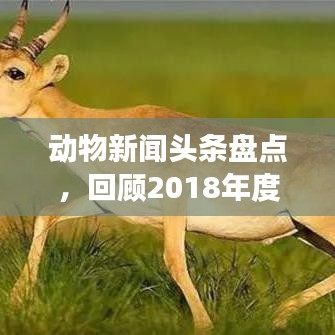 动物新闻头条盘点，回顾2018年度最引人注目的动物事件回顾