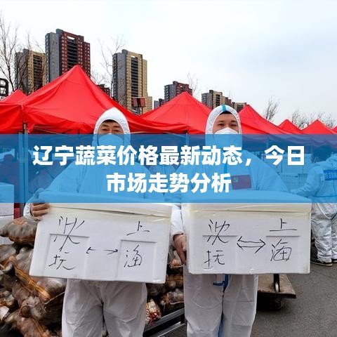 辽宁蔬菜价格最新动态，今日市场走势分析