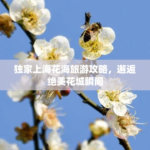 独家上海花海旅游攻略，邂逅绝美花城瞬间